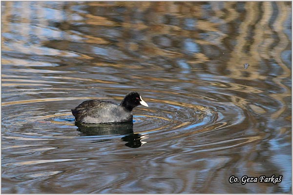 36_coot.jpg - Coot, Fulica atra, Liska,  Mesto - Location: Novi Sad