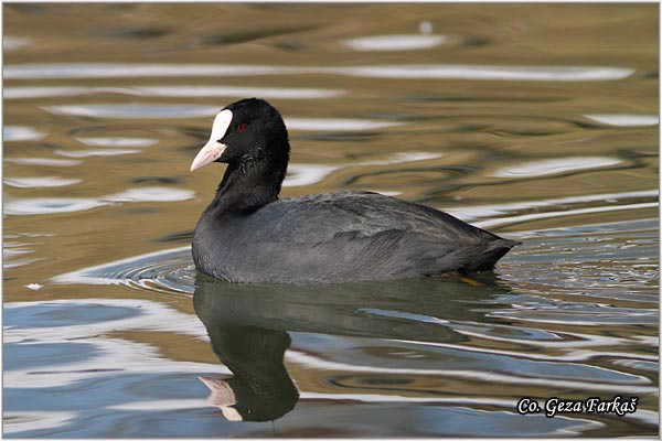 37_coot.jpg - Coot, Fulica atra, Liska,  Mesto - Location: Novi Sad