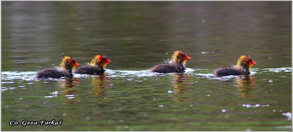 38_coot.jpg - Coot, Fulica atra, Liska,  Mesto - Location: Novi Sad