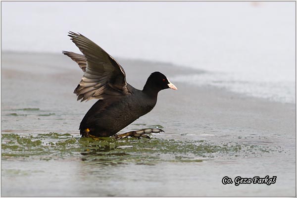 39_coot.jpg - Coot, Fulica atra, Liska,  Mesto - Location: Novi Sad