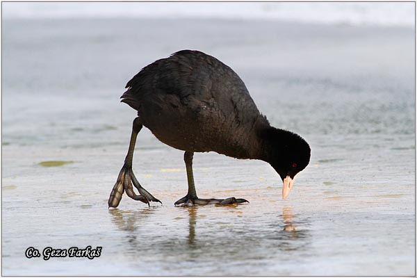 40_coot.jpg - Coot, Fulica atra, Liska,  Mesto - Location: Novi Sad