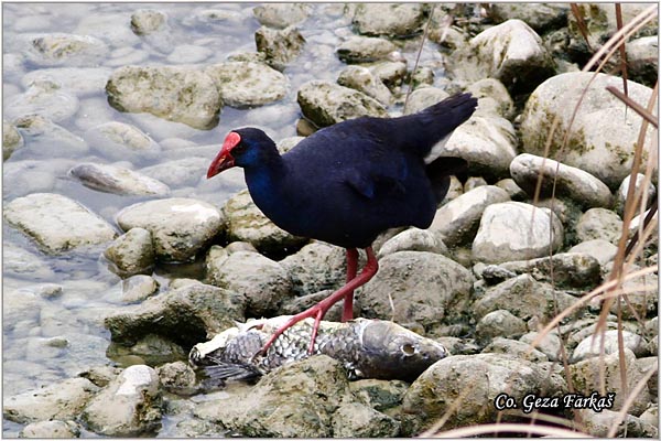 60_purple_swamphen.jpg - Purple Swamphen, Porphyrio porphyrio, Sultanka, Mesto - Location: Cordoba, Spain