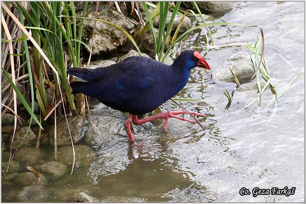 61_purple_swamphen.jpg - Purple Swamphen, Porphyrio porphyrio, Sultanka, Mesto - Location: Cordoba, Spain