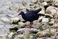 60_purple_swamphen