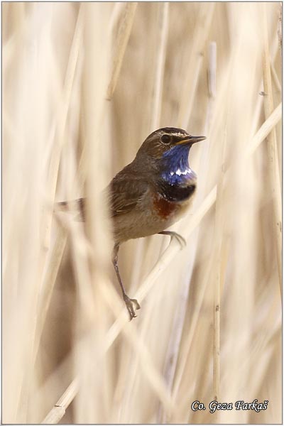 01_bluethroat.jpg - Bluethroat, Luscinia svecica, Modrovoljka, Location - Mesto: Slano kopovo, Serbia