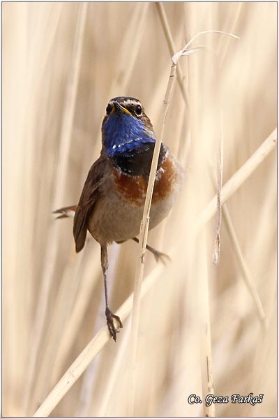 02_bluethroat.jpg - Bluethroat, Luscinia svecica, Modrovoljka, Location - Mesto: Slano kopovo, Serbia