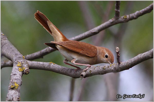 10_common_nightingale.jpg - Common Nightingale, Luscinia megarhynchos, Mali slavuj, Location - Mesto: Rusanda, Serbia