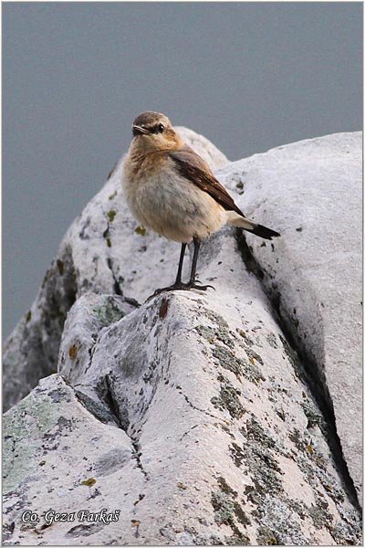 21_northern_wheatear.jpg - Northern wheatear, Oenanthe oenanthe, Obicna beloguza, Mesto - Location: Zelengora, Bosnia and Herzegovina