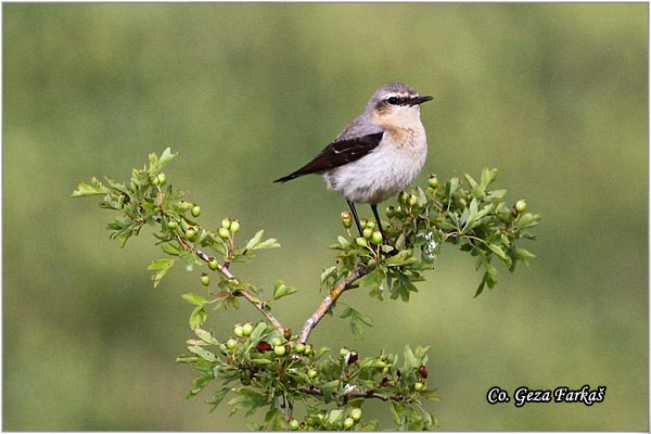 22_northern_wheatear.jpg - Northern wheatear, Oenanthe oenanthe, Obicna beloguza, Mesto - Location: Zelengora, Bosnia and Herzegovina