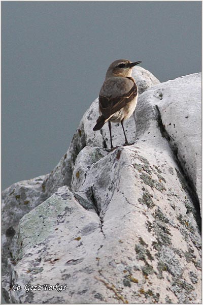 23_northern_wheatear.jpg - Northern wheatear, Oenanthe oenanthe, Obicna beloguza, Mesto - Location: Zelengora, Bosnia and Herzegovina