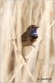 01_bluethroat