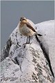 21_northern_wheatear