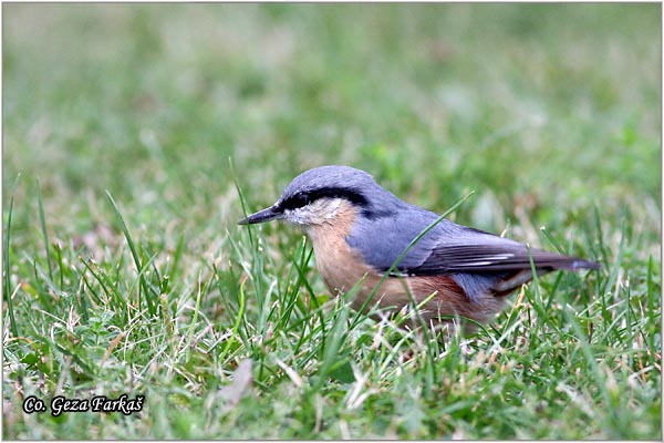 01_nuthatch.jpg - Nuthatch, Sitta europaea, Brgljez. Mesto - Location: Tara mountain, Serbia