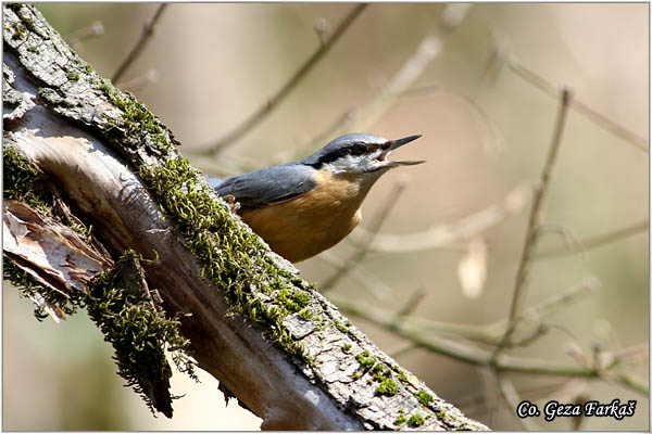 02_nuthatch.jpg - Nuthatch, Sitta europaea, Brgljez. Mesto - Location: Novi Sad, Serbia