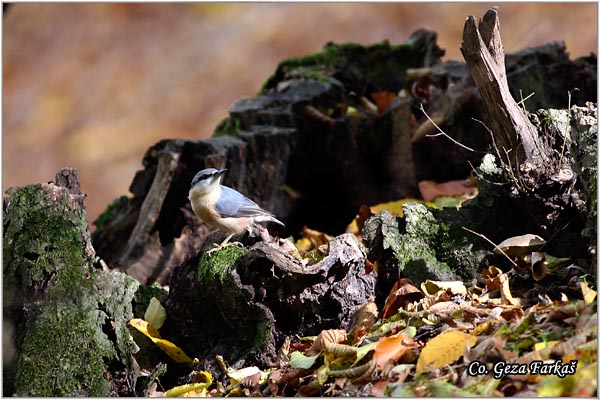 03_nuthatch.jpg - Nuthatch, Sitta europaea, Brgljez. Mesto - Location: Fruka Gora  mountain, Serbia