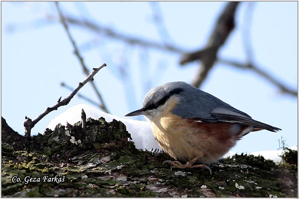 04_nuthatch.jpg - Nuthatch, Sitta europaea, Brgljez. Mesto - Location: Fruka Gora  mountain, Serbia