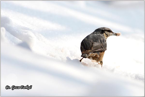 05_nuthatch.jpg - Nuthatch, Sitta europaea, Brgljez. Mesto - Location: Fruka Gora  mountain, Serbia