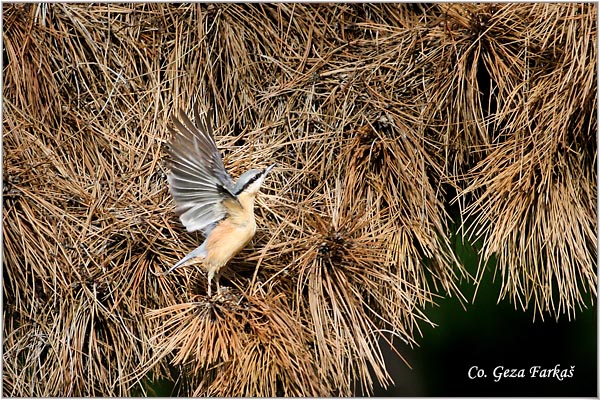 06_nuthatch.jpg - Nuthatch, Sitta europaea, Brgljez. Mesto - Location: Fruka Gora  mountain, Serbia