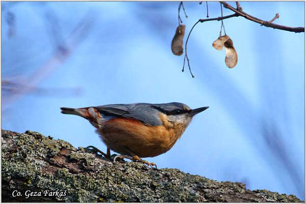 07_nuthatch.jpg - Nuthatch, Sitta europaea, Brgljez. Mesto - Location: Banja Rusanda, Serbia