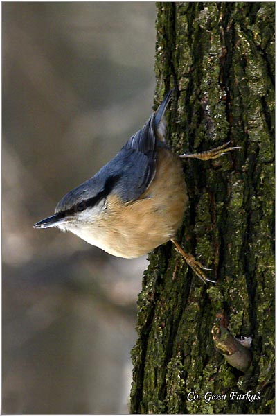 08_nuthatch.jpg - Nuthatch, Sitta europaea, Brgljez. Mesto - Location: Fruka Gora  mountain, Serbia