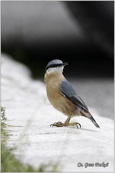 09_nuthatch.jpg - Nuthatch, Sitta europaea, Brgljez. Mesto - Location: Tara  mountain, Serbia