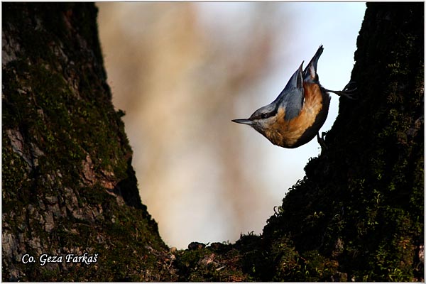 10_nuthatch.jpg - Nuthatch, Sitta europaea, Brgljez. Mesto - Location: Fruka Gora  mountain, Serbia