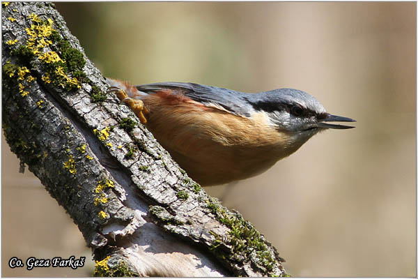 11_nuthatch.jpg - Nuthatch, Sitta europaea, Brgljez. Mesto - Location: Banja Rusanda, Serbia