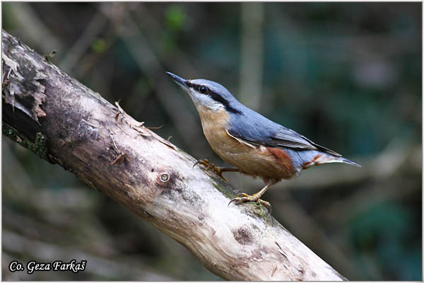 12_nuthatch.jpg - Nuthatch, Sitta europaea, Brgljez. Mesto - Location: Banja Rusanda, Serbia