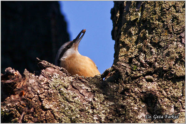 13_nuthatch.jpg - Nuthatch, Sitta europaea, Brgljez. Mesto - Location: Banja Rusanda, Serbia