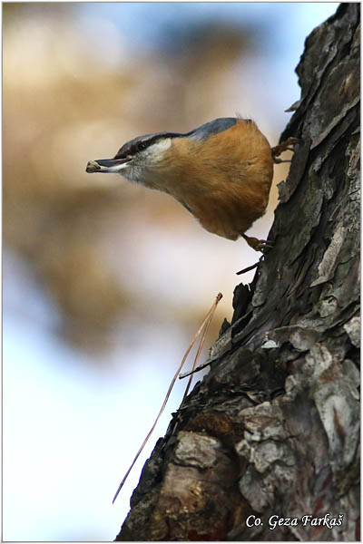 14_nuthatch.jpg - Nuthatch, Sitta europaea, Brgljez. Mesto - Location: Novi Sad, Serbia