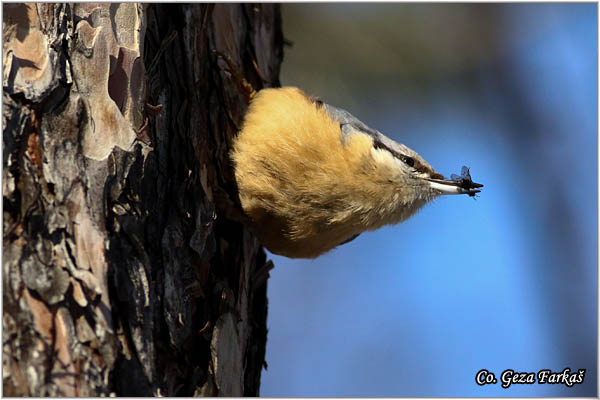 15_nuthatch.jpg - Nuthatch, Sitta europaea, Brgljez. Mesto - Location: Novi Sad, Serbia