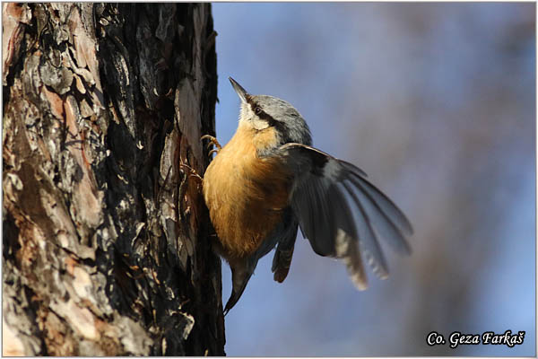 16_nuthatch.jpg - Nuthatch, Sitta europaea, Brgljez. Mesto - Location: Novi Sad, Serbia