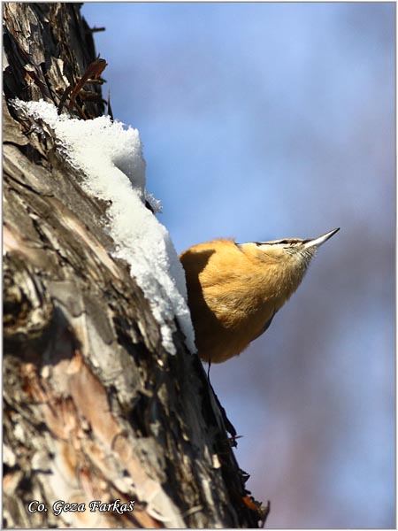 17_nuthatch.jpg - Nuthatch, Sitta europaea, Brgljez. Mesto - Location: Novi Sad, Serbia