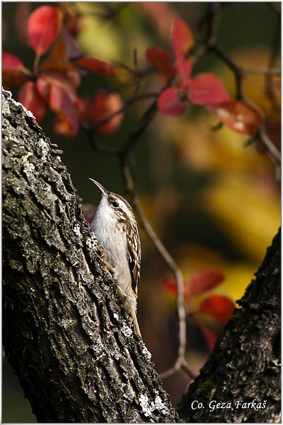 20_short-toed_treecreeper.jpg - Short-toed Treecreeper, Certhia brachydactyla, Dugokljuni puzic, Location: Fruska Gora mountine, Serbia