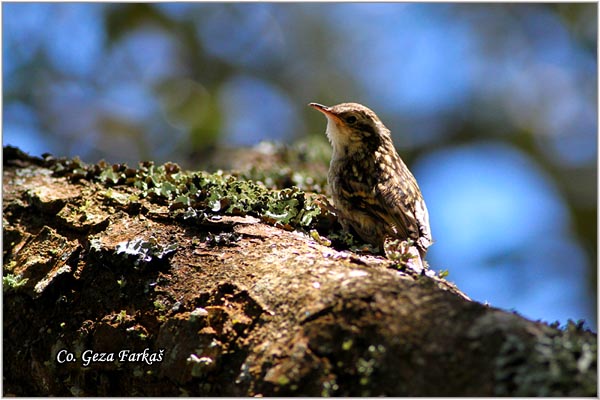 21_short-toed_treecreeper.jpg - Short-toed Treecreeper, Certhia brachydactyla, Dugokljuni puzic, Location: Lisboa Portugalia