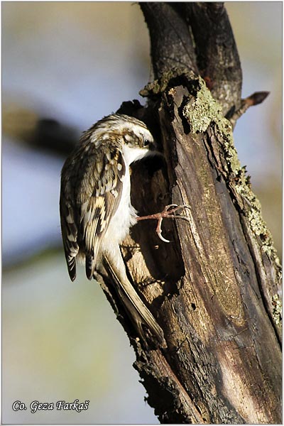 30_eurasian_treecreeper.jpg - Eurasian Treecreeper, Certhia Familiaris, Kratkokljuni puzic, Location - mesto: Banja Rusanda, Serbia