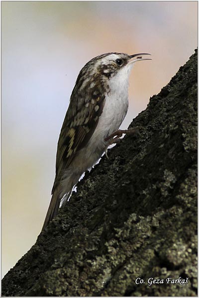 31_eurasian_treecreeper.jpg - Eurasian Treecreeper, Certhia Familiaris, Kratkokljuni puzic, Location - mesto: Banja Rusanda, Serbia