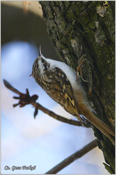 32_eurasian_treecreeper.jpg - Eurasian Treecreeper, Certhia familiaris, Kratkokljuni puzic, Location - mesto: Banja Rusanda, Serbia