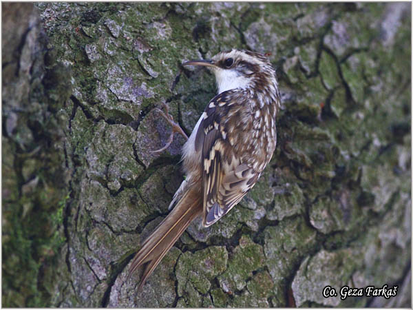 33_eurasian_treecreeper.jpg - Eurasian Treecreeper, Certhia familiaris, Kratkokljuni puzic, Location - mesto: Banja Rusanda, Serbia