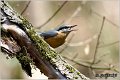 02_nuthatch