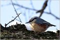 04_nuthatch