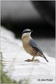 09_nuthatch