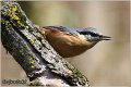 11_nuthatch