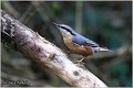 12_nuthatch