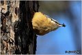 15_nuthatch
