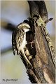 30_eurasian_treecreeper