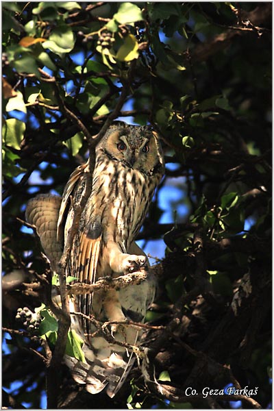 02_long-eared_owl.jpg - Long-eared Owl, Asio otus, Mala usara, Mesto -  Location: Novi Sad, Serbia