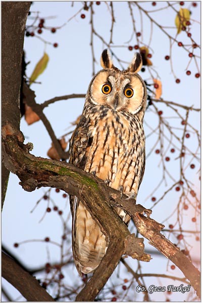 03_long-eared_owl.jpg - Long-eared Owl, Asio otus, Mala usara, Mesto -  Location: Kikinda, Serbia
