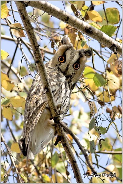 05_long-eared_owl.jpg - Long-eared Owl, Asio otus, Mala usara, Mesto -  Location: Novi Sad, Serbia