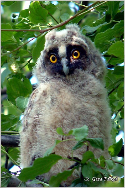 10_long-eared_owl.jpg - Long-eared Owl, Asio otus, Mala usara, Mesto -  Location: Novi Sad, Serbia
